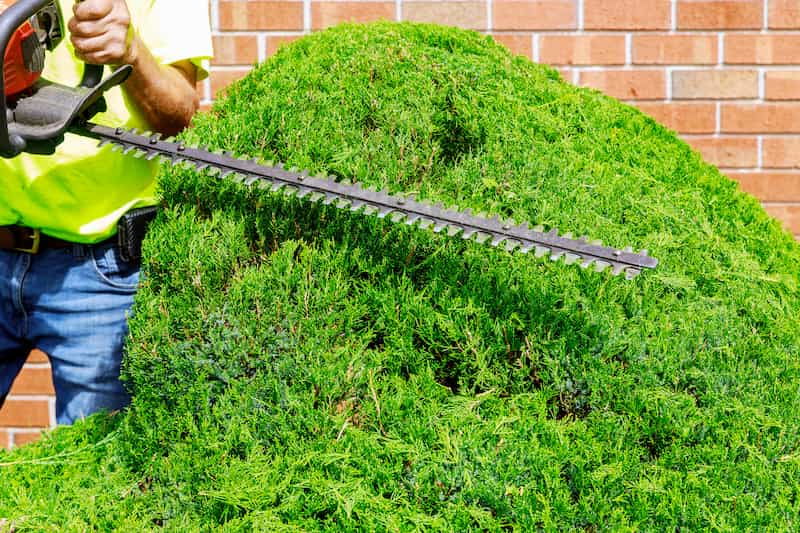 Why Professional Bush Trimming And Removal Is Superior To DIY