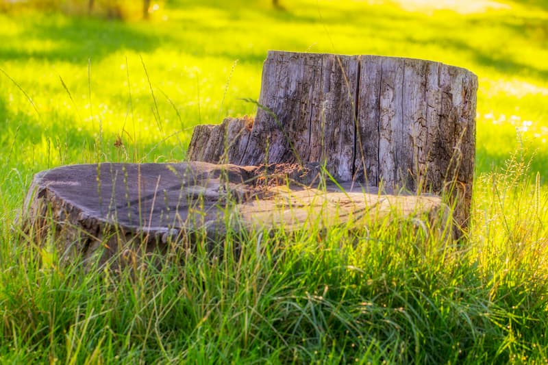 Stump Grinding