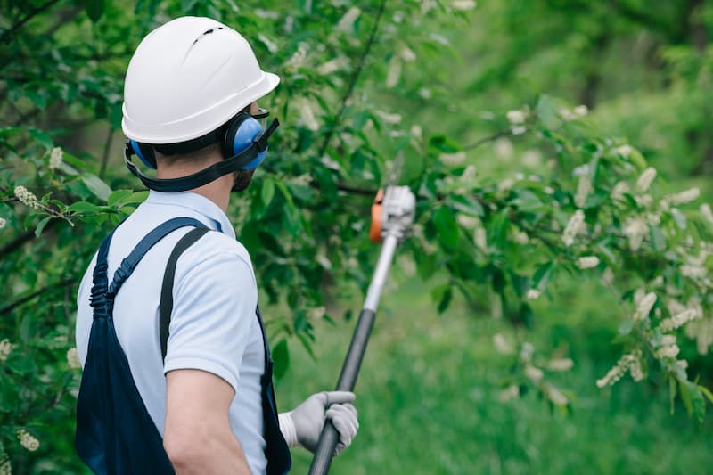 Tree Services